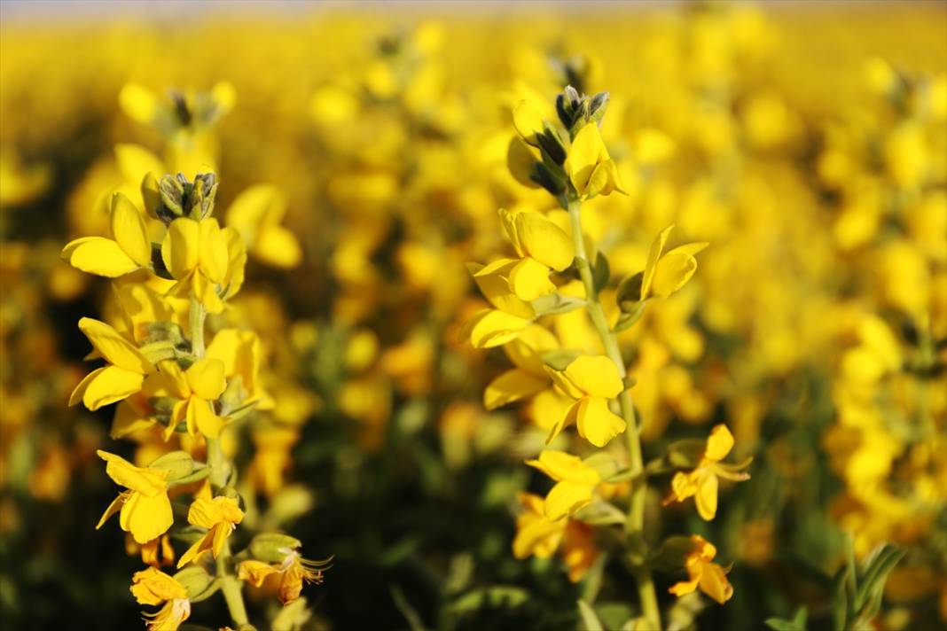 Konya’nın kuruyan gölünü altın sarısı renklendirdi 13